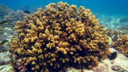 Eastern Tropical Pacific Coral Reef