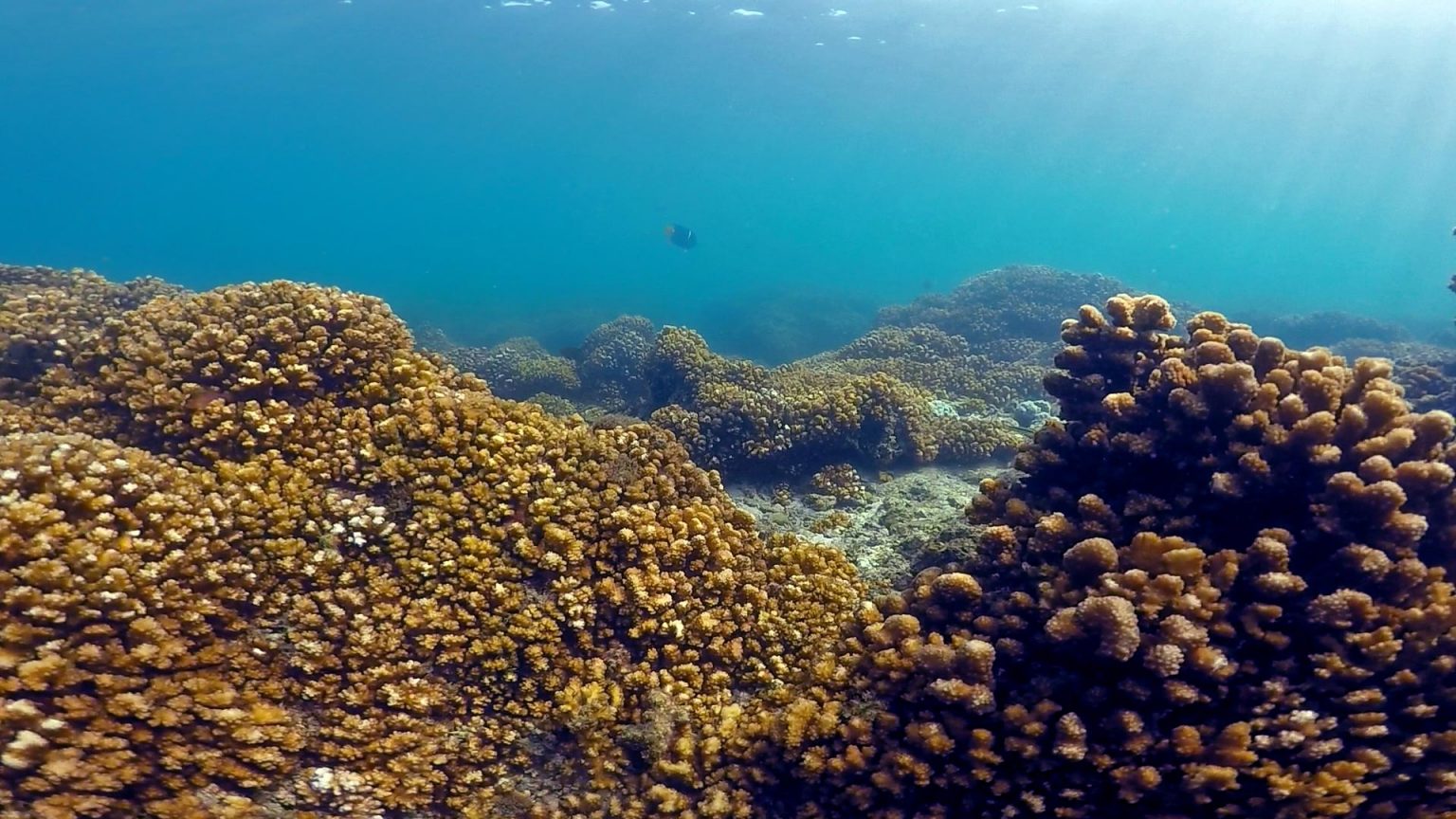 Some Tropical Coral Reefs Resilient to Rising Temperatures – May Show ...