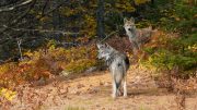 Eastern Wolves From Algonquin Provincial Park