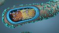 Ebola Pathogen Cross Section Illustration