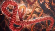 Ebola Virus Artist's Concept