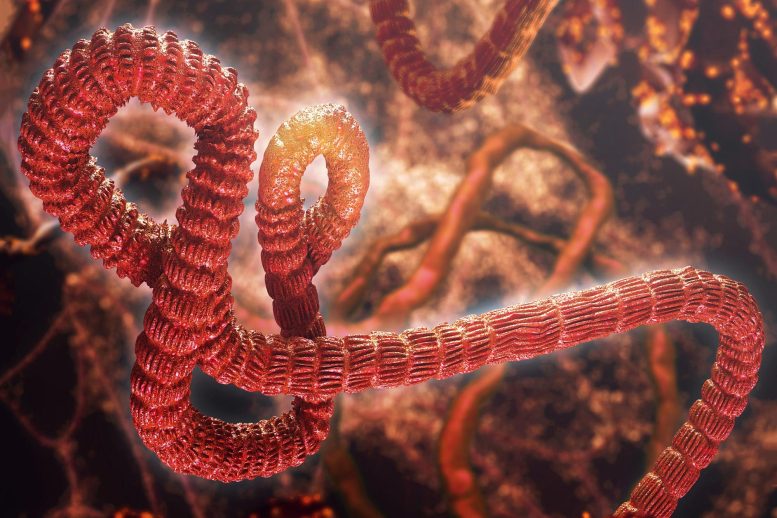 Ebola Virus Artist's Concept