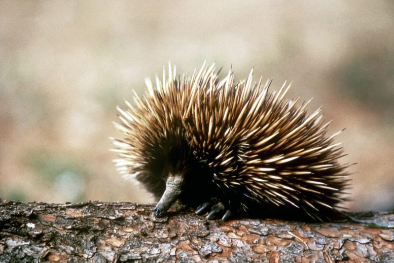 Echidna