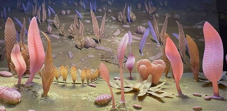 Ediacaran Ecosystem