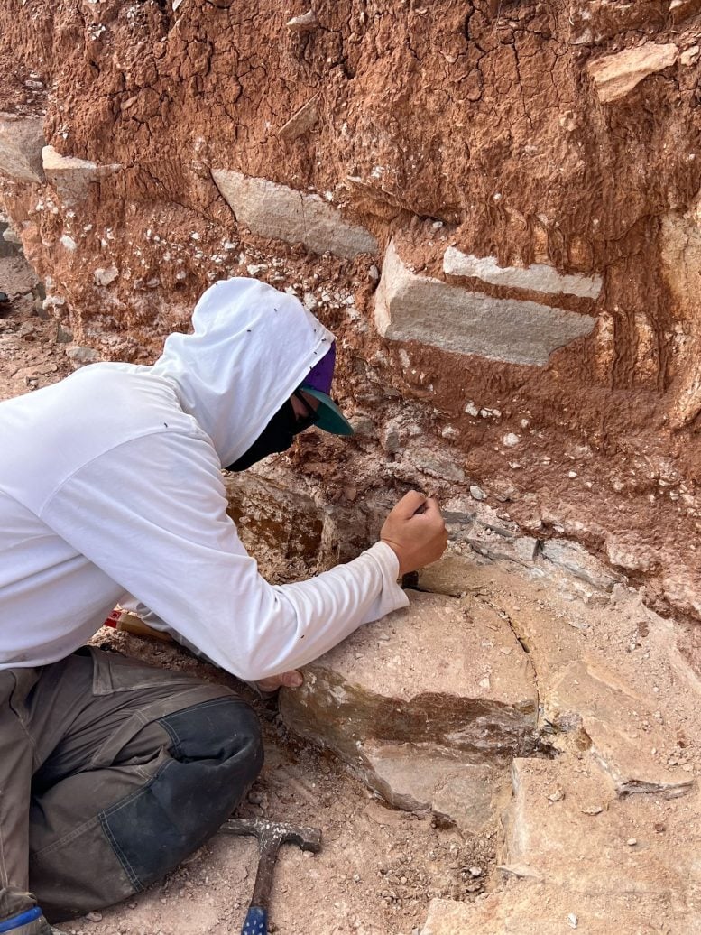 Ediacaran Fossil Excavation in South Australia