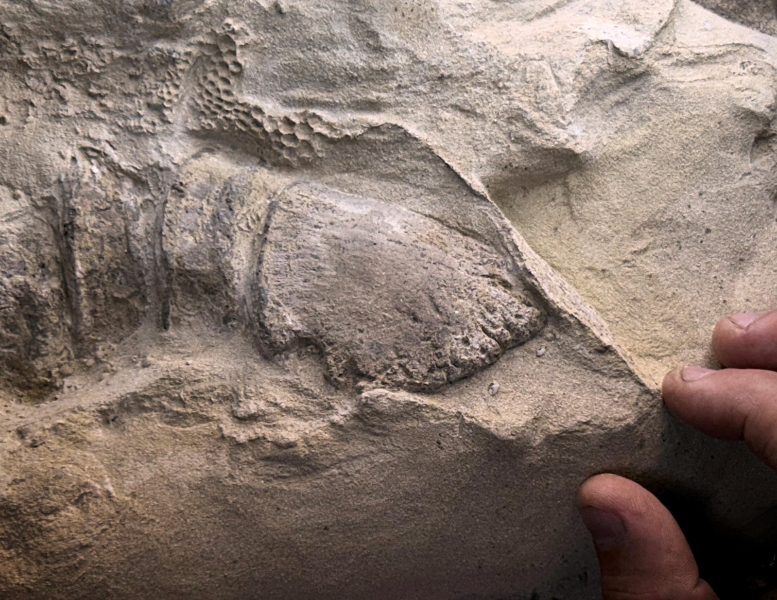 Edmontosaurus annectens Hoof