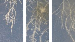 Effect of Colletotrichum tofieldae on Roots