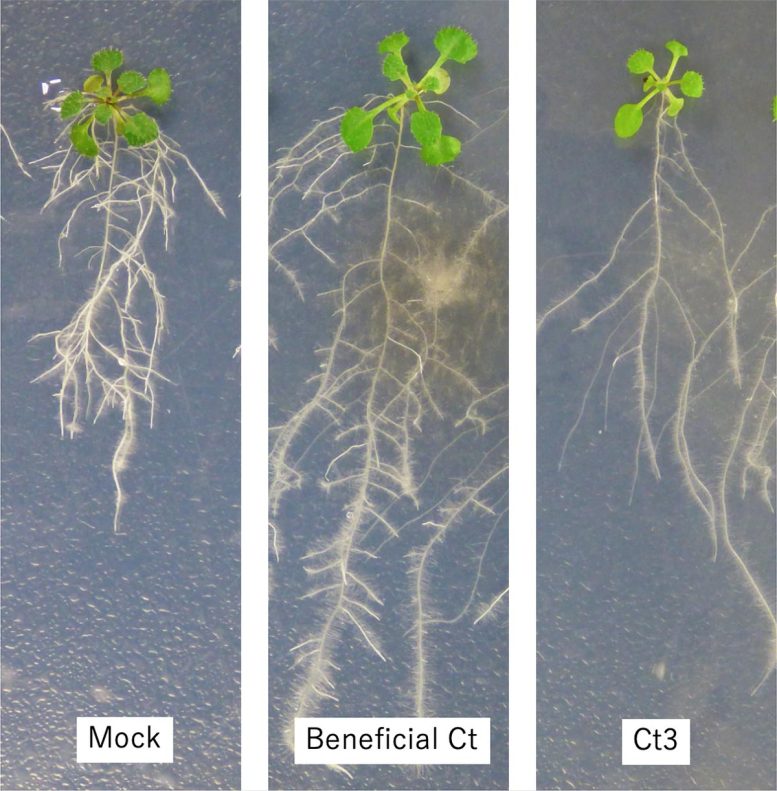 Effect of Colletotrichum tofieldae on Roots