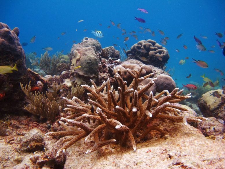 Effect of Coral Restoration on Caribbean Reef Fish Communities