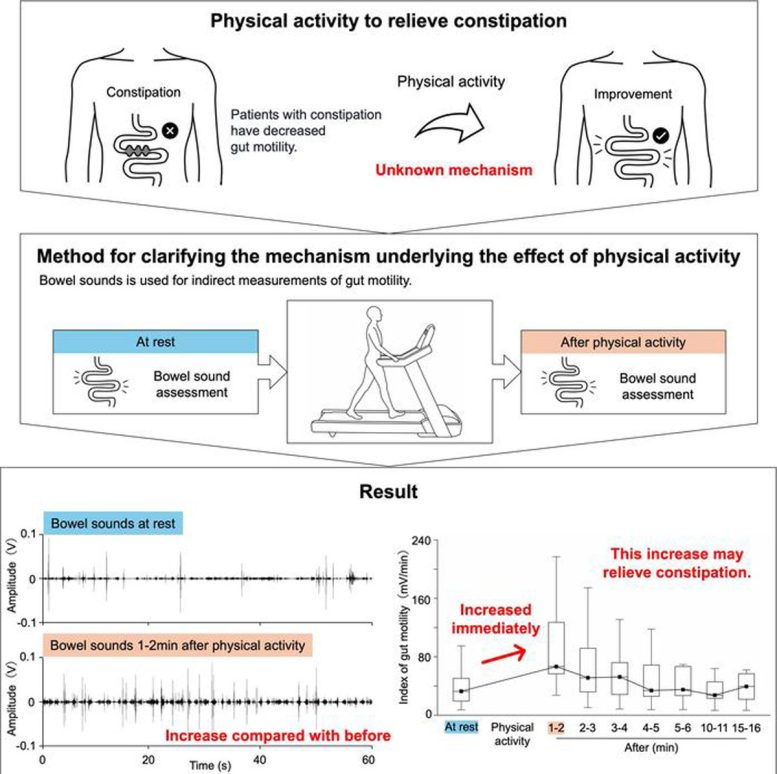 Effect of Physical Activity on Bowel Sounds as an Indicator of Gut Motility