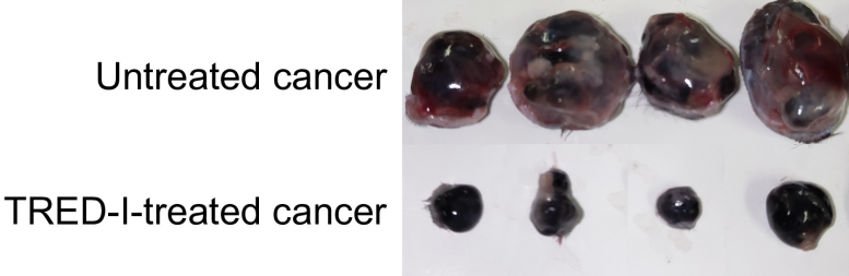 Effect of TRED I on Tumor Size