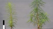 Effect of WCM Sheet on Growth of Japanese Larch Seedlings