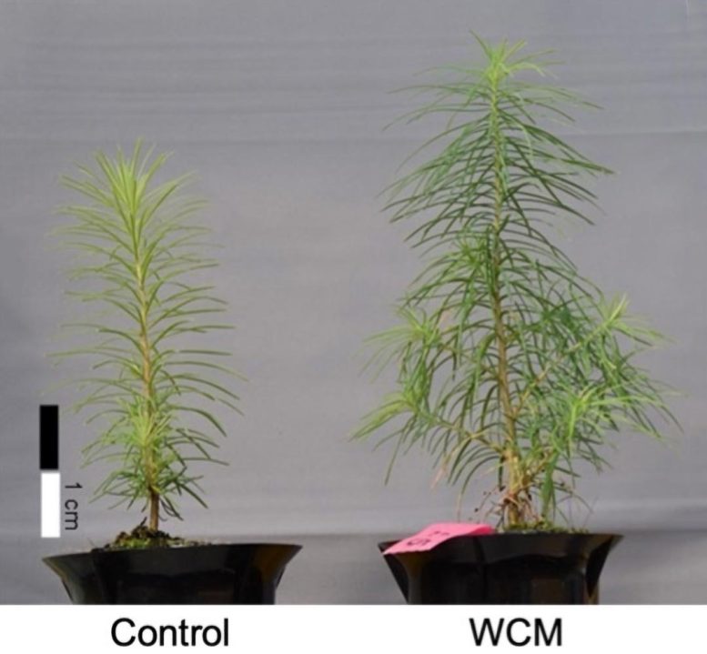 Effect of WCM Sheet on Growth of Japanese Larch Seedlings