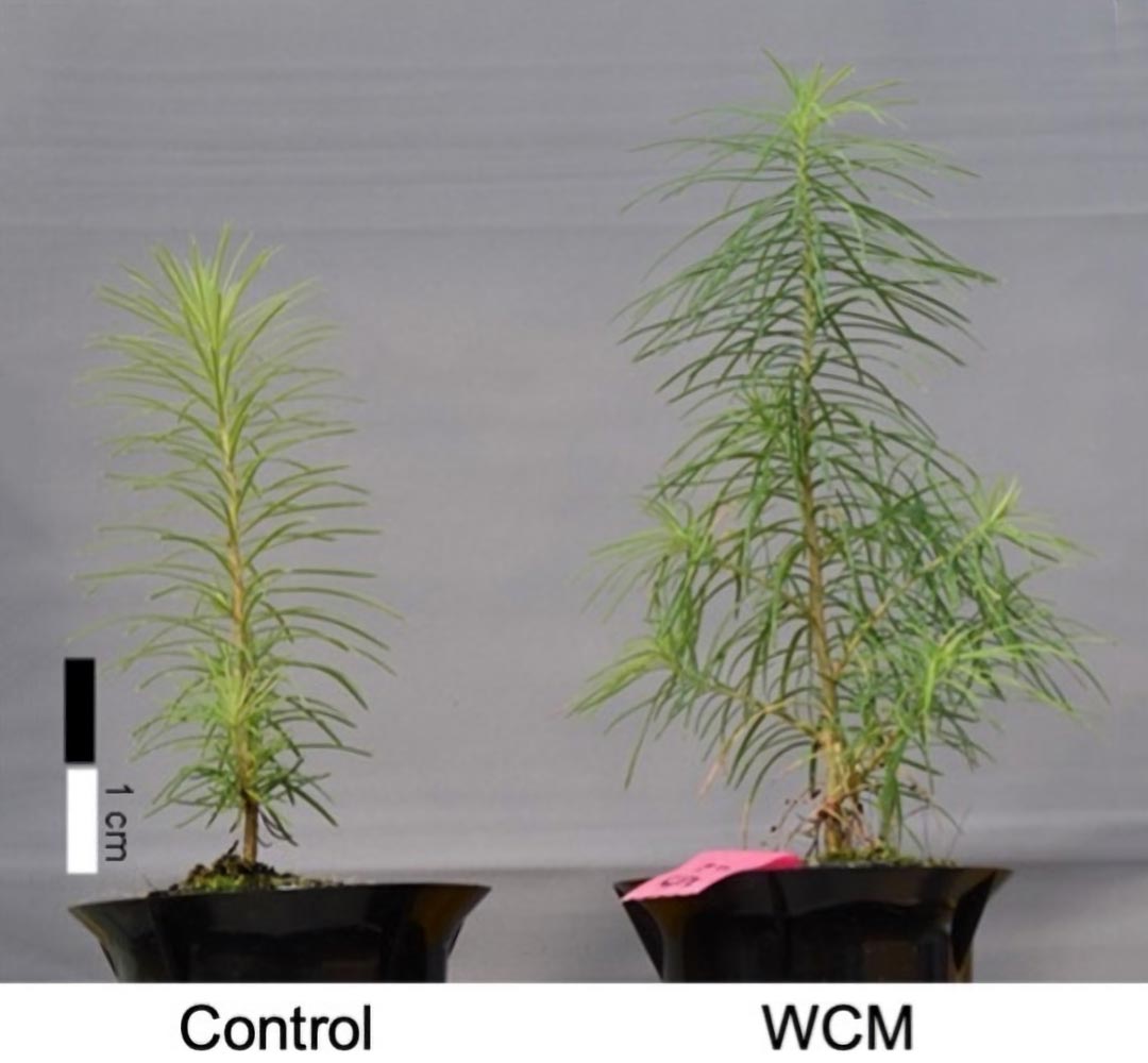 accelerating-plant-growth-with-film-that-converts-uv-light-to-red-light