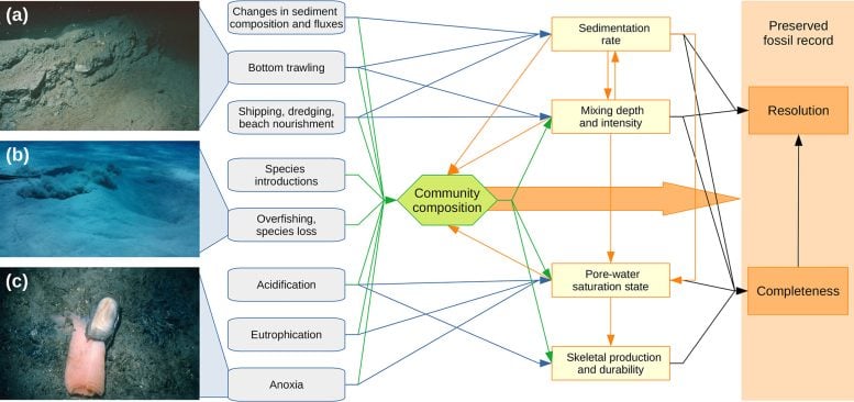 Effects Humans Have on the Preservation of Marine Organisms Graphic