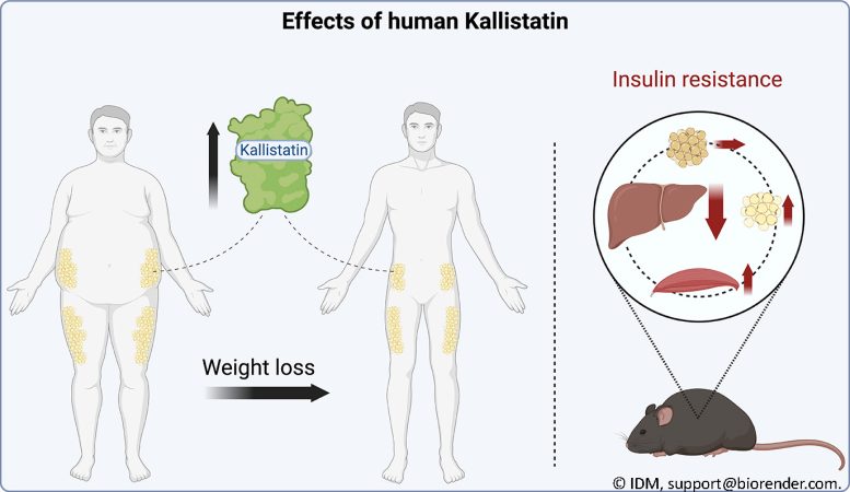 Effects of Human Kallistatin Graphic