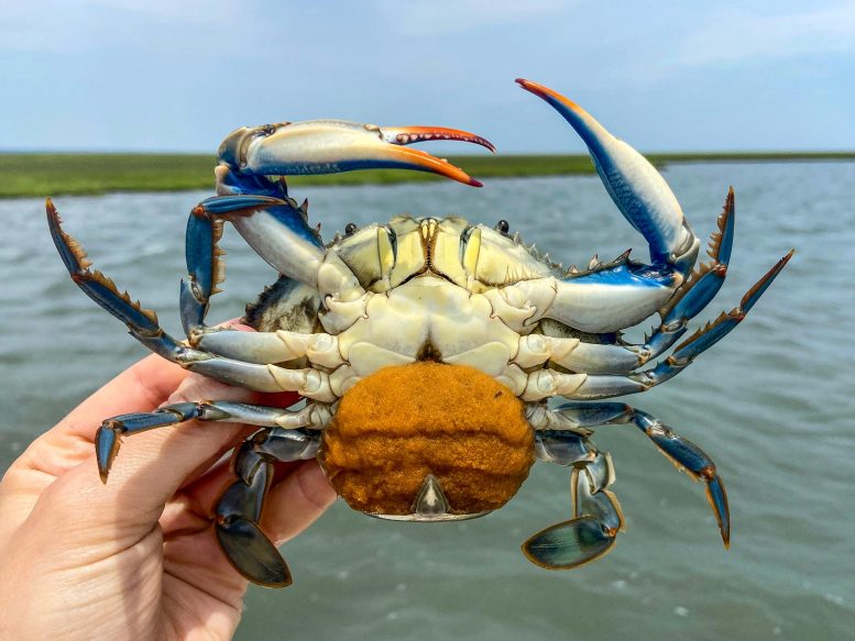 Egg Bearing Blue Crab