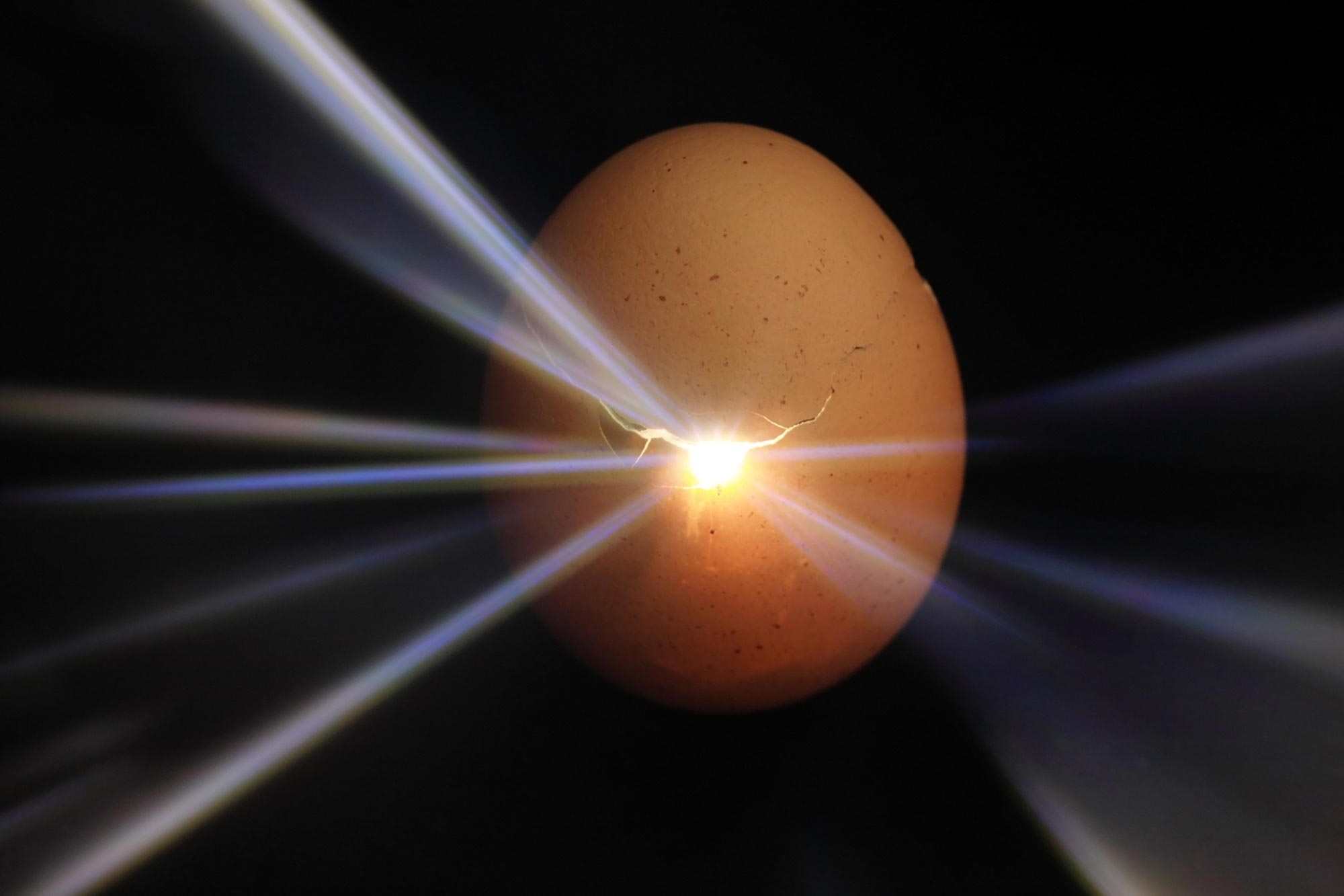 Egg Origin of Life Concept