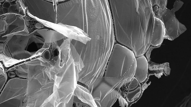 Egg White Protein Aerogel Microscopy Image