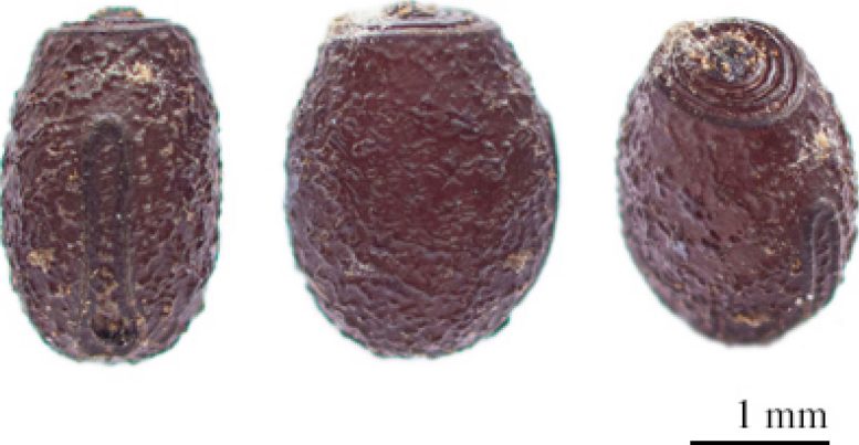 Eggs of the Anchiale Mabiensis Stick Insect