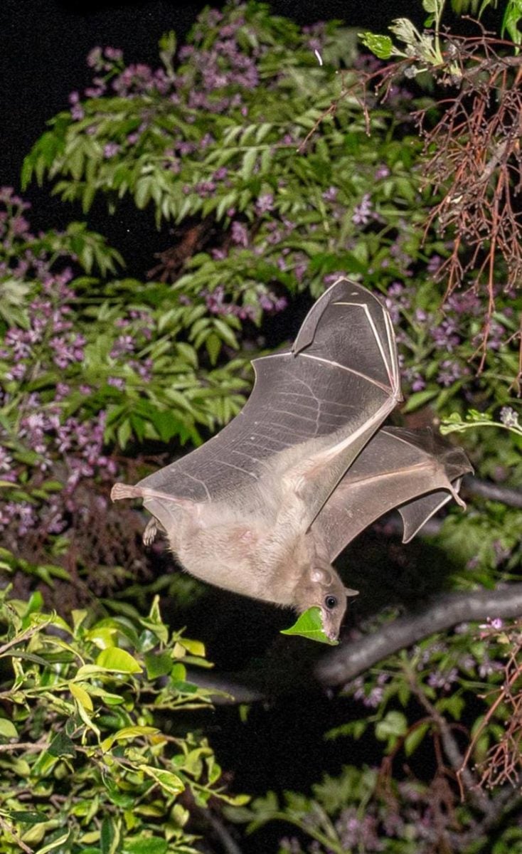 Egyptian Fruit Bat Flying