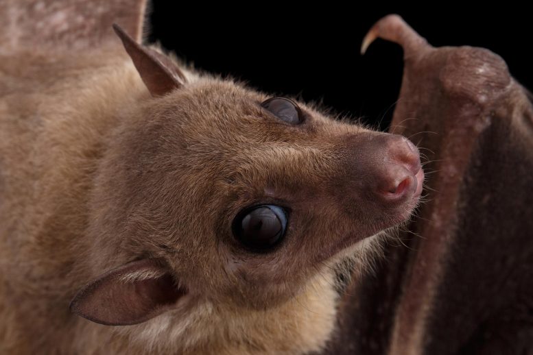 Egyptian Rousette Fruit Bat