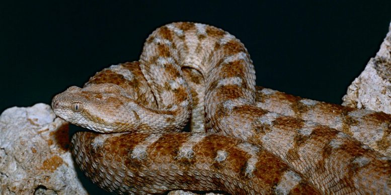 Egyptian Saw Scaled Viper
