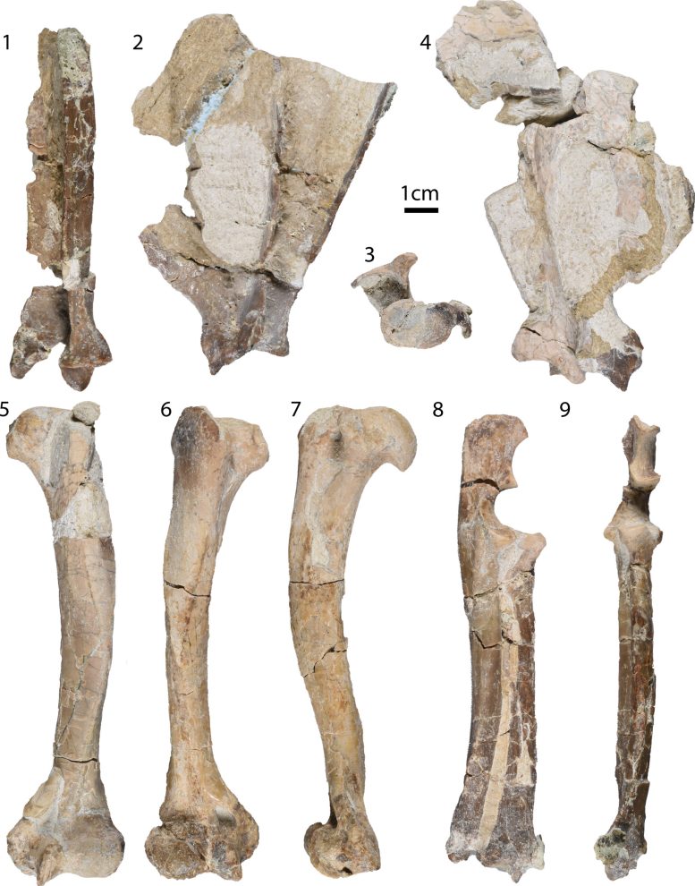 Elbow Joints of Mesocyon Coryphaeus Specimens