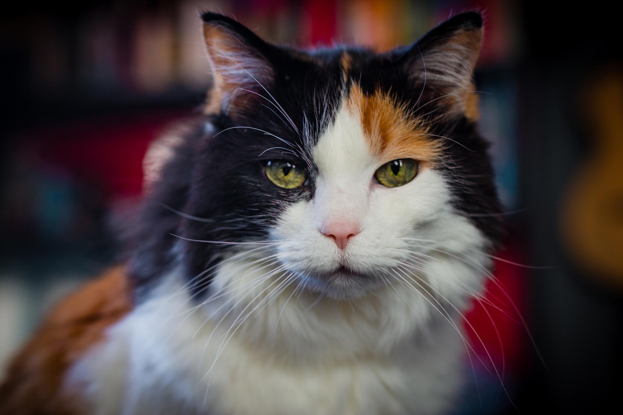 Your Cat Might Hold the Key to Alzheimer’s