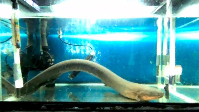 Electric eels genetically modify young fish larvae with electricity