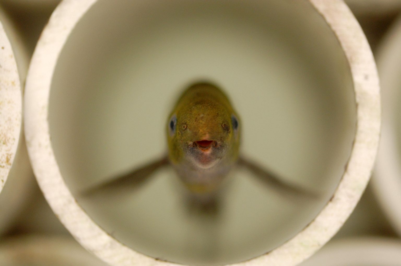 Electric Fish – Like Humans – Pause Before Communicating Key Points