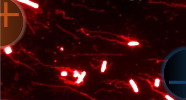 Electric field-controlled migration of Salmonella