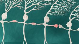 Electrical Synapses Connect Neurons