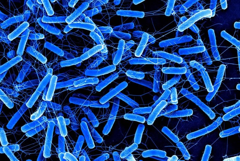 Electro Microscopic Image of Clostridioides difficile