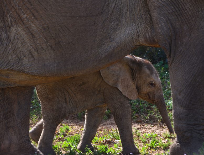 Elephant Baby