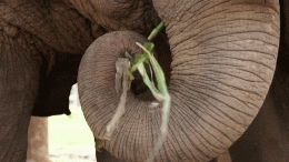 Elephant Eating With Trunk