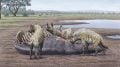 Elephant Graveyard Quicksand