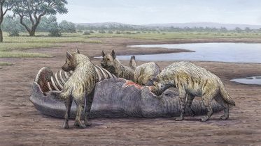 1.4 Million-Year-Old Human Activity Unearthed at Orce’s Quicksand Trap