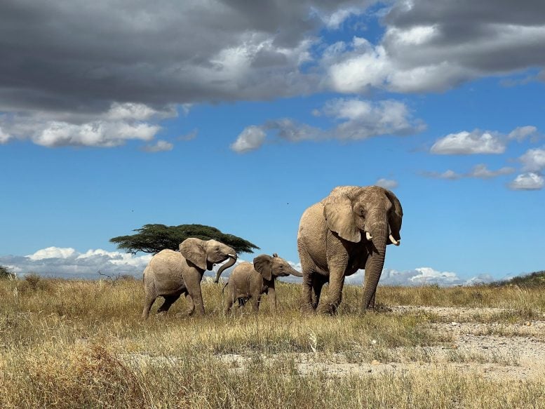 Elephant Leading Calf