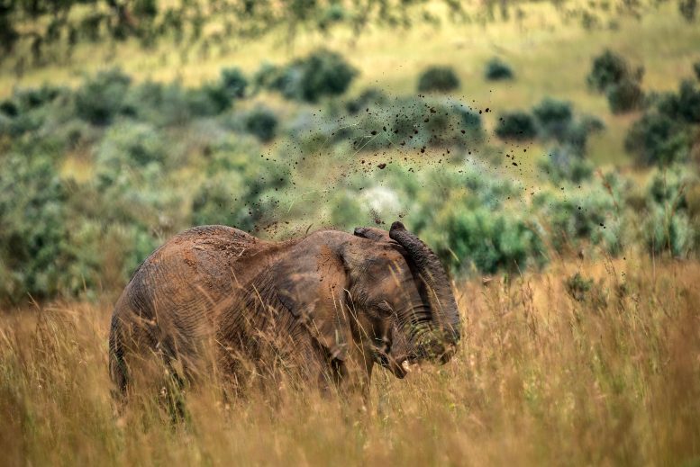 Elephant (Loxodonta africana) Throws Dirt