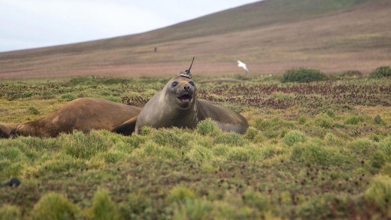 Elephant Seal Kerguelen Island