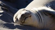 Elephant Seal Sleeping