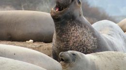 Elephant Seals Crop