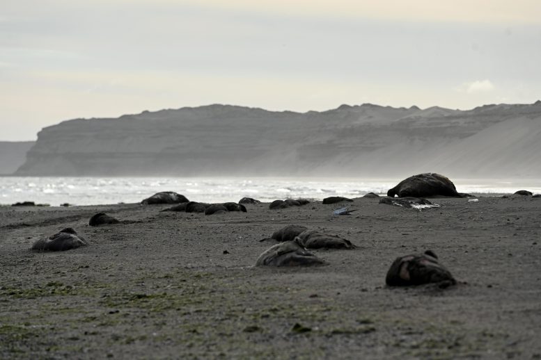 Elephant Seals Dead on Beach in Argentina