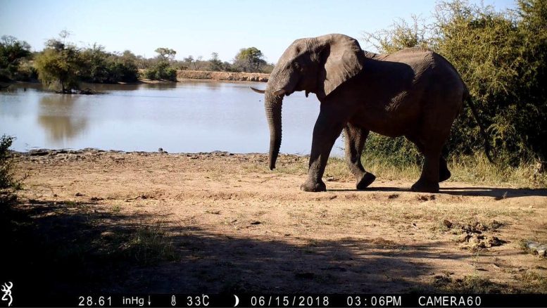 Elephant Still Image From Camera Recording