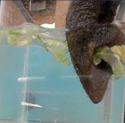 Elephant Trunk Grabbing Lettuce