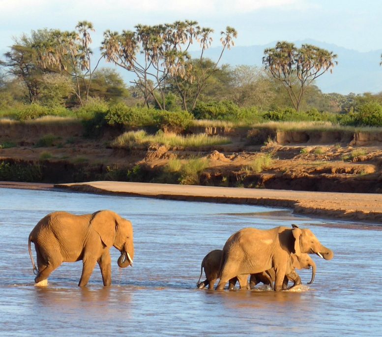 Elephants Crossing Ewaso Ewaso Ng'iro River, Samburu, Kenya