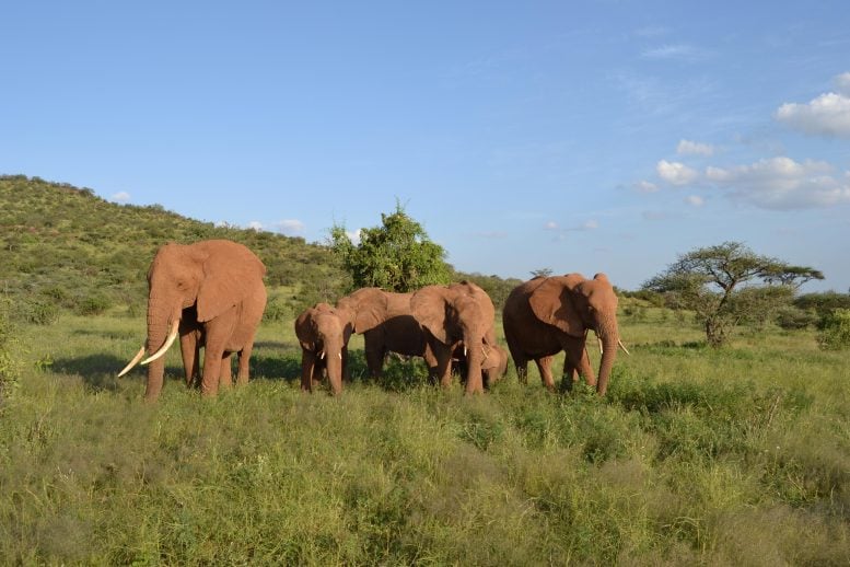 Elephants Foraging