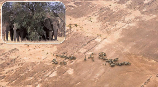Elephants Make the Long Trek Across Deserts For Survival
