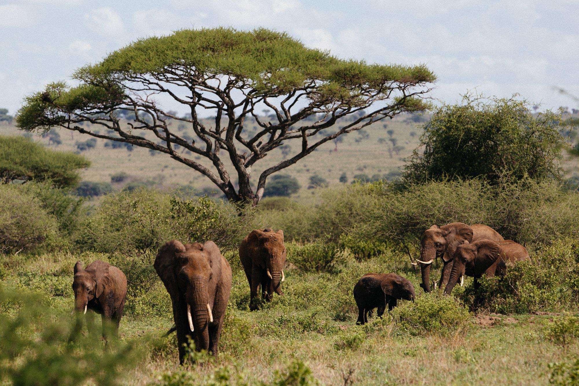 Un nuevo estudio revela la disminución de la megafauna africana